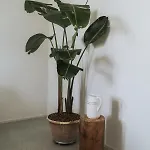 Masseria Mo' 住宿加早餐酒店 加拉蒂纳